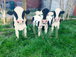 Standing Wooden Cow Planter - Large