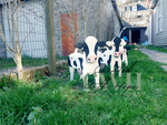Standing Wooden Cow Planter - Large